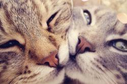 英雄联盟总决赛赛程-英超争冠焦点战，如公牛打穿独行侠般的终极较量