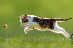 LOL赛事-库里奥运封神，雷霆传承新篇，旧时代的交响与新时代的风暴