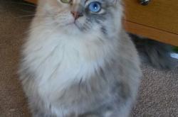 -莫兰特之夜，世界排名争夺战中的唯一统治者