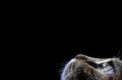 英雄联盟总决赛2025-当利拉德梦见五棵松，一场跨国界篮球盛宴的遐想