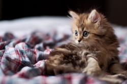 英雄联盟总决赛-跨越大洋的绝杀，当恩比德在新疆主场投出那记后仰