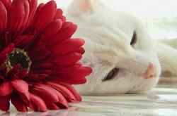 英雄联盟总决赛2025-跨海风暴眼，西亚卡姆虚拟降临引爆深圳，亚欧篮球幻觉一夜终结雷霆悬念