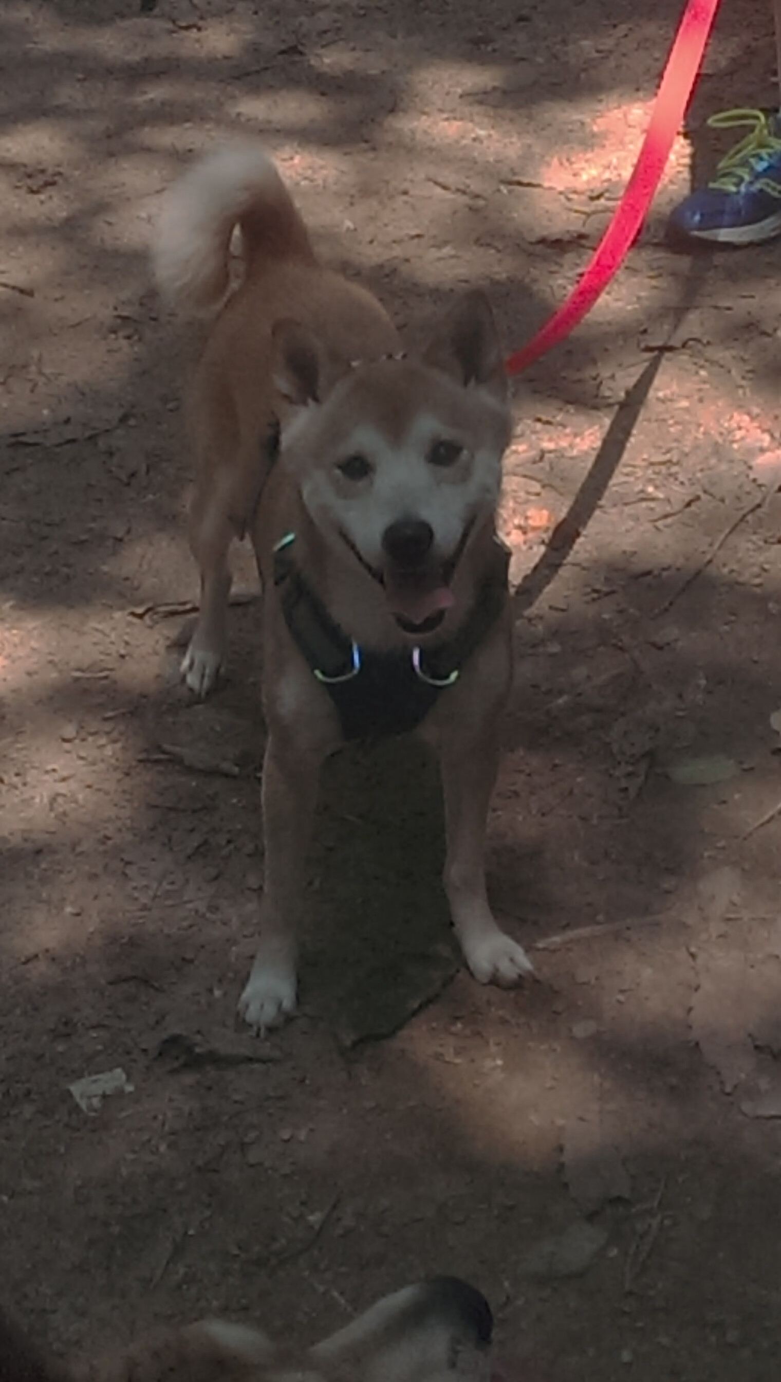关键时刻的猎手，拉亚连续得分助英格兰友谊赛险胜尤文图斯