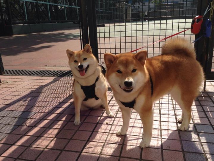 骑士末路，逆命孤骑