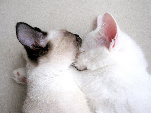 22+15+9！卡拉斯科统治攻防，阿根廷爆冷掀翻美国梦之队