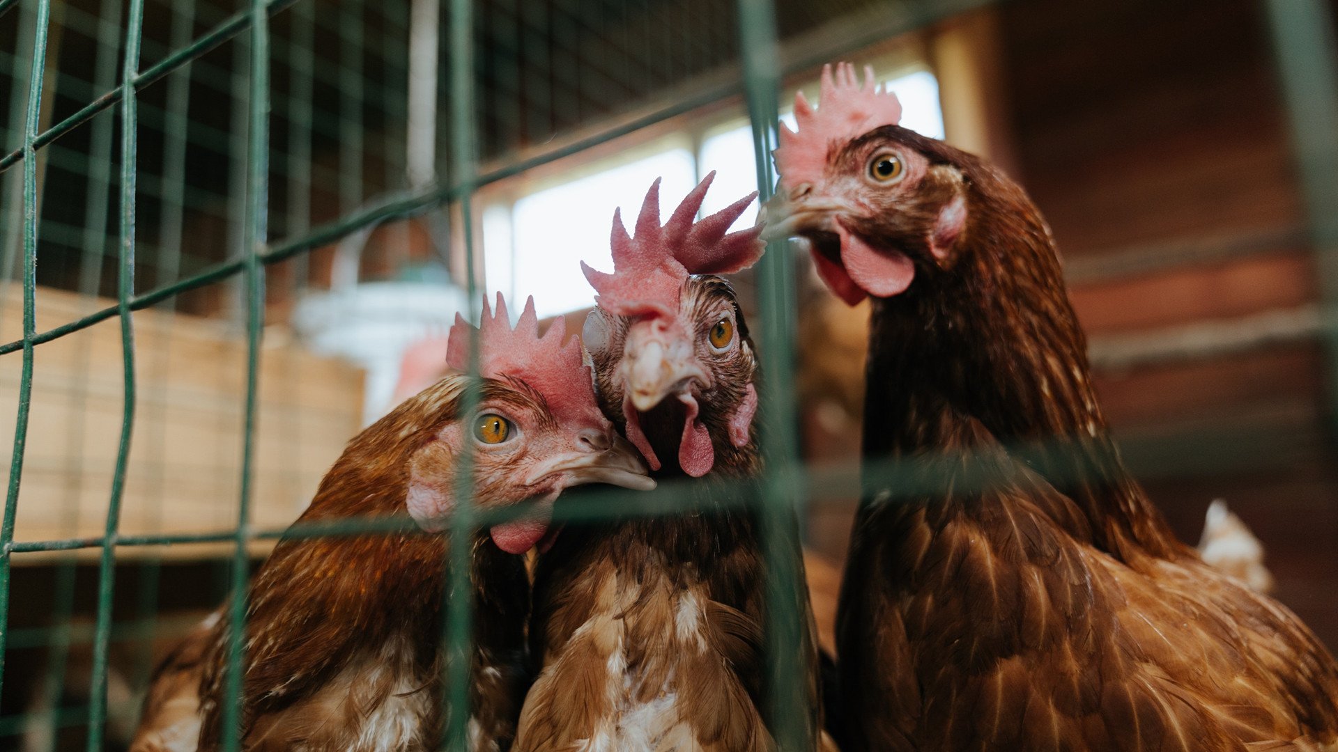 新大陆的旧秩序，美加墨前夜，里昂爆冷挑落佛罗伦萨的战术启示