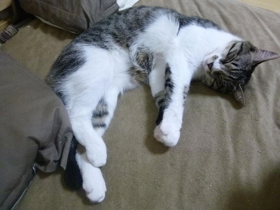 王者之师!辽宁队强势晋级,米切尔化身关键先生一剑封喉