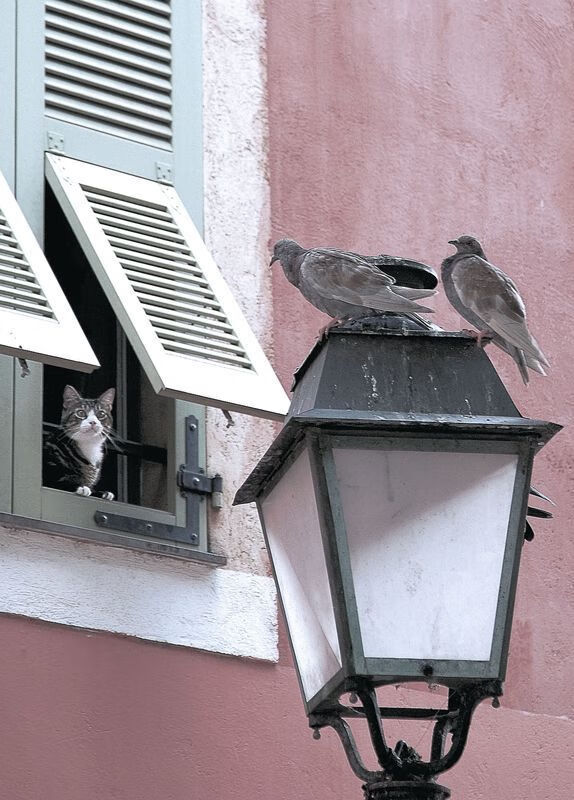 极速与掌控，从巴林赛道到NBA球场