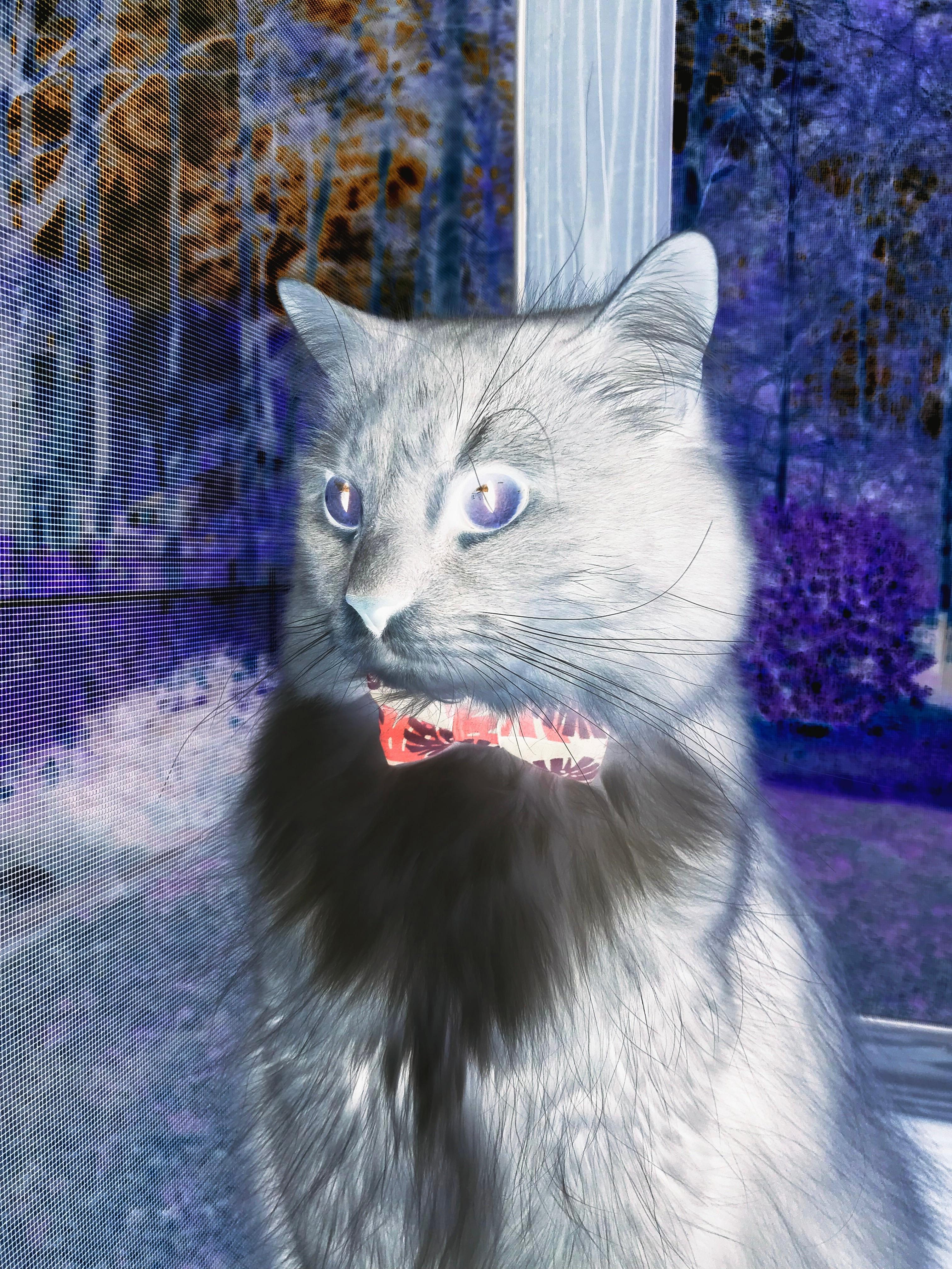 铁血之师vs自由之魂,当欧冠淘汰赛被智利的托尼们接管