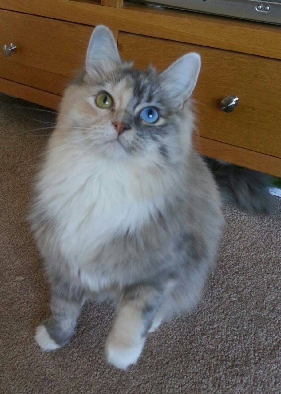 神锋的战争，格纳布里以喀麦隆猎豹之姿，在摩纳哥的雨夜中刺穿命运