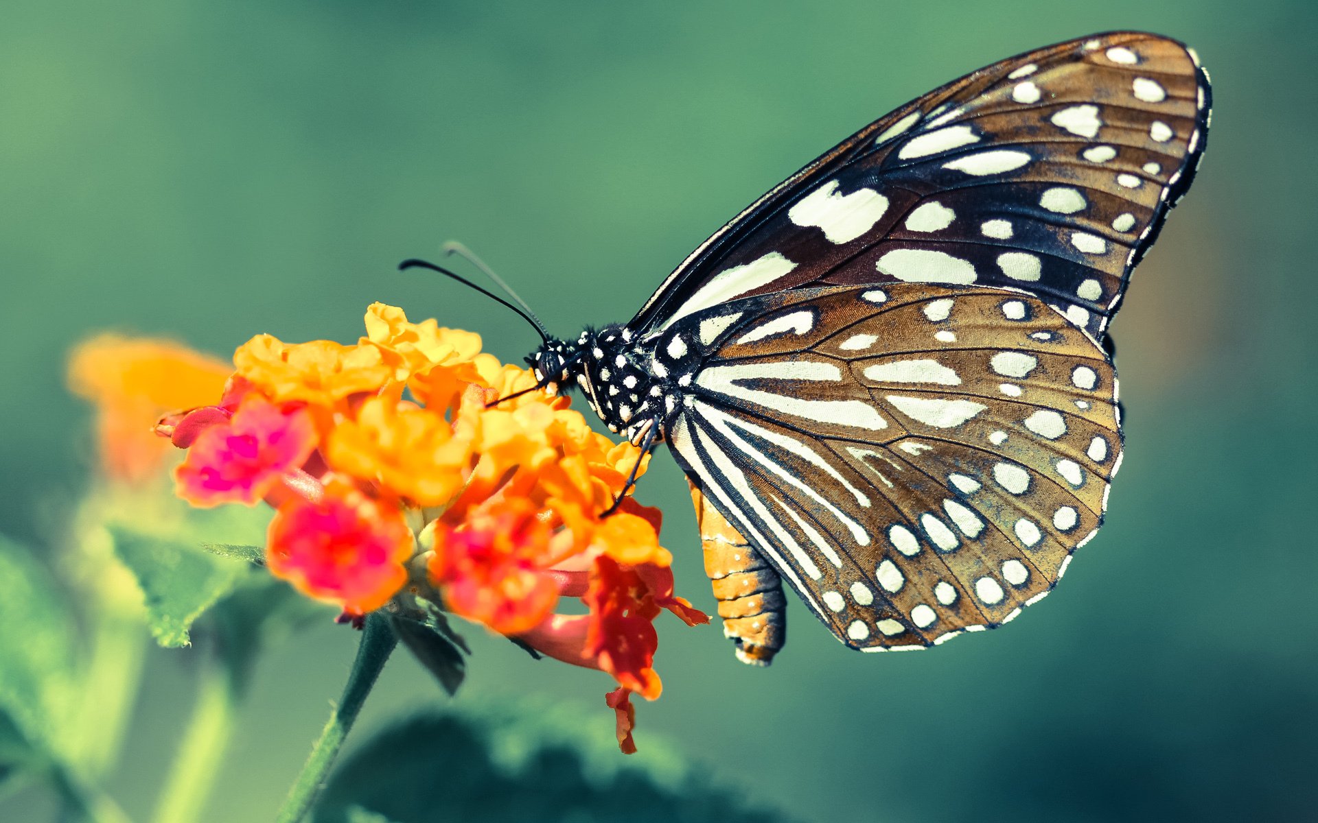 群狼利齿下的猛兽独舞,布伦森撕裂浙江防线之夜