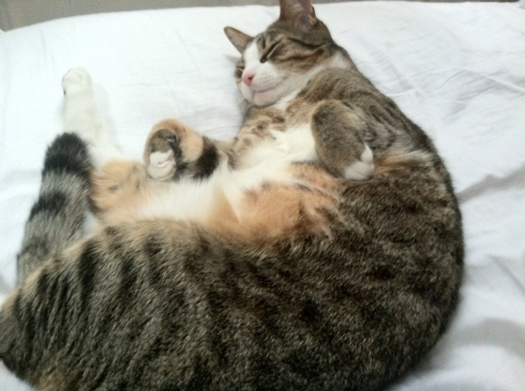 利刃破锁链,李刚仁个人秀刺穿伊拉克混凝土防线,多特蒙德陷战术困局