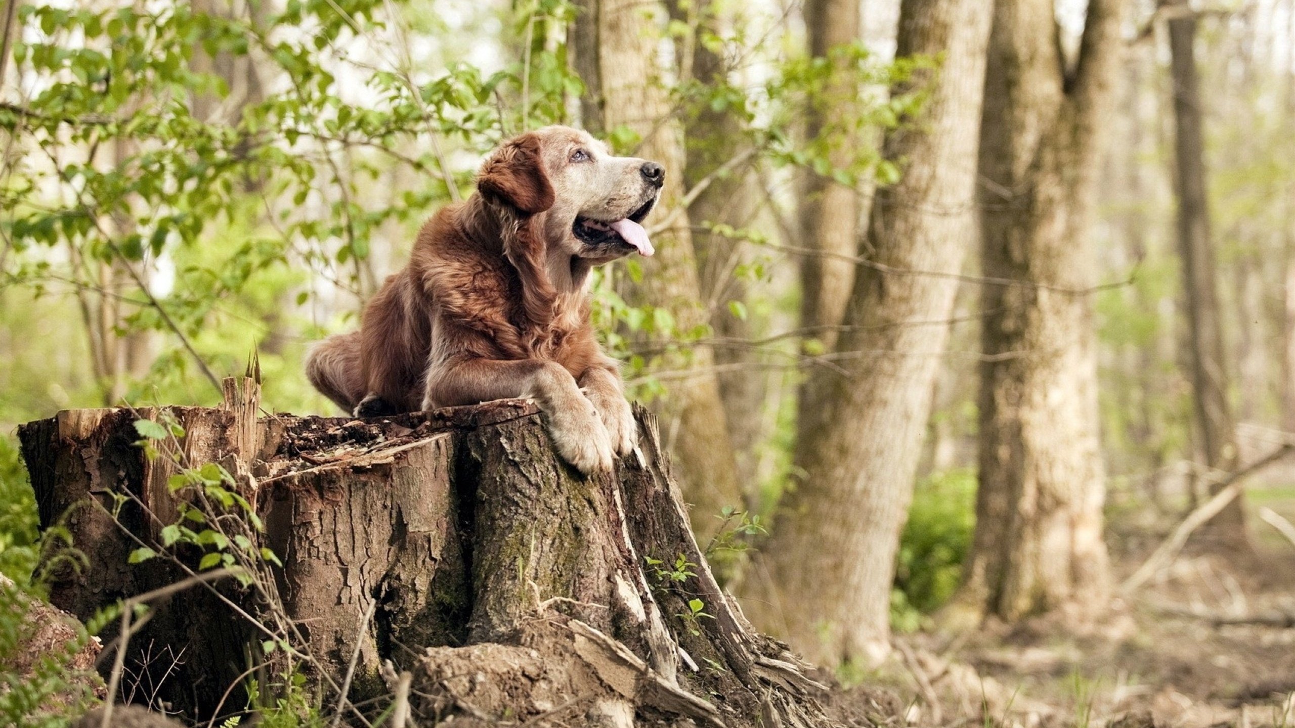 单骑定江山,利拉德末节狂澜一手掌控比赛走势,公牛力克强敌深圳队