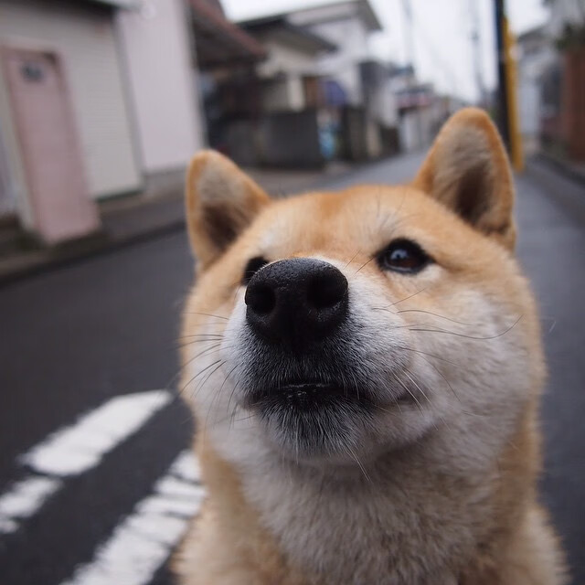 精密铁壁与灵光一闪,日本压制与蒂亚戈时刻的美加墨启示