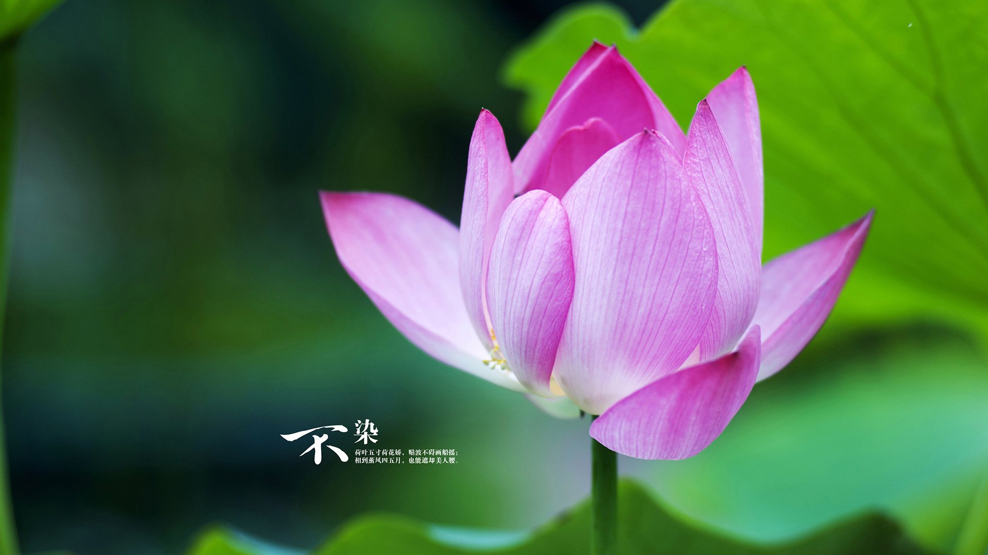 欧冠篮球诞生记，浙江队跨洲斩落骑士，半决赛上演东方奇迹