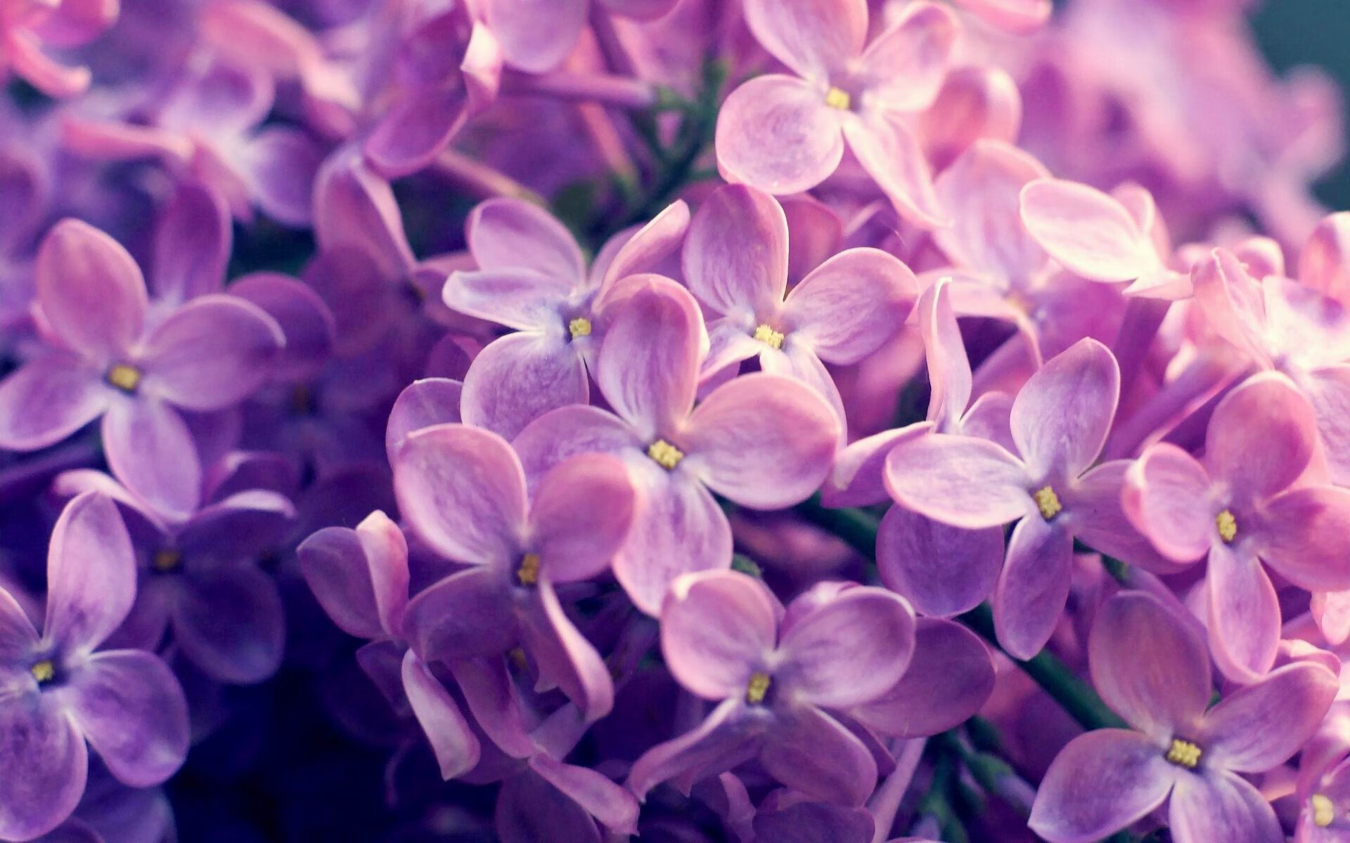 谁说三当家不能赢？公牛争冠战武切维奇用最意外的方式战胜76人