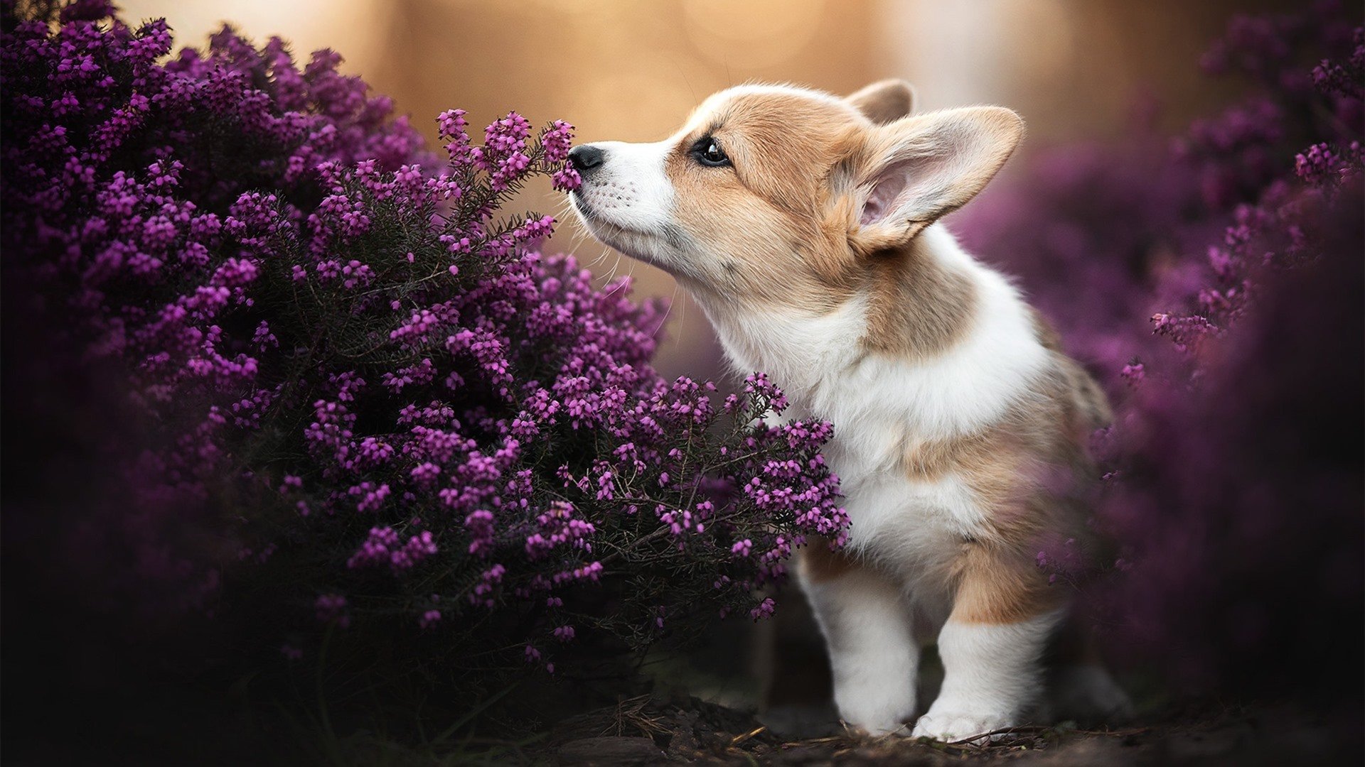 黄土高原的逆袭，切特爆发的夜晚，山西队如何让灰熊倒在长城脚下