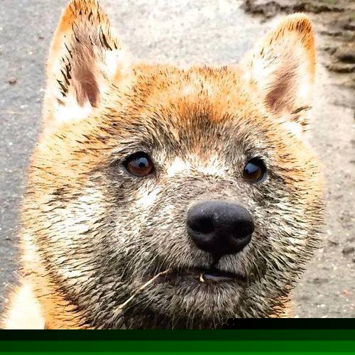 篮球圣殿的苏格兰宣言，当库尔图瓦的阴影笼罩东决战场