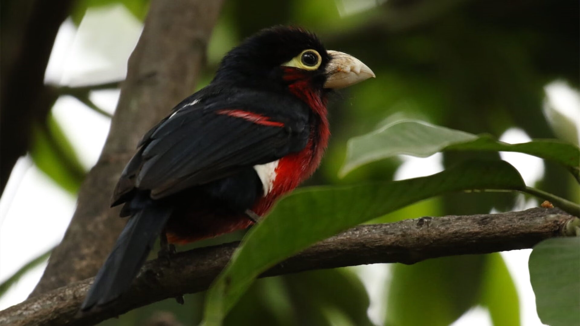 冰火两重天，奥斯梅恩生涯之夜照亮那不勒斯，突尼斯寒风吹垮马德里巨人
